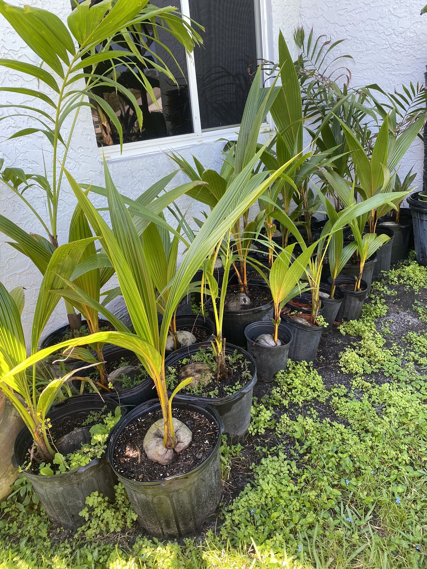 Green Yellow and Gold Malayan Dwarf Coconut Palm Trees