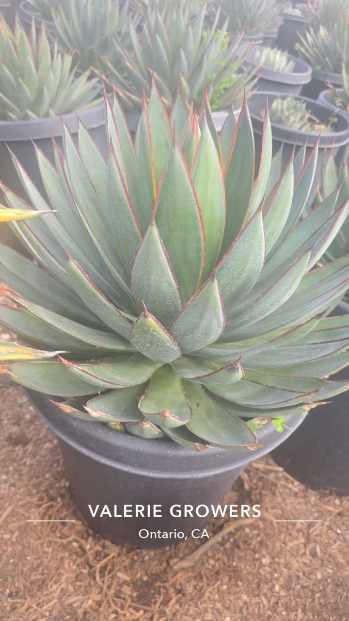 Agave Blue Glow