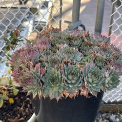 Hens And Chicks Live Plant 