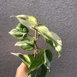 Beautiful Philodendron Rio Sport Plant