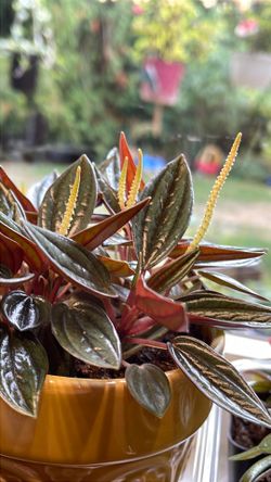 Peperomia Rosso, Caperata house plant with beautiful foliage in cute ceramic pot 4"H.
