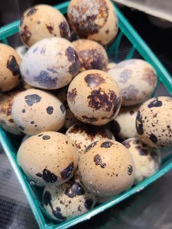 Quail eggs / huevos de godorniz