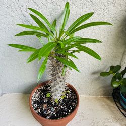 Madagascar Plant 