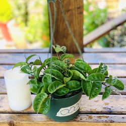 Live indoor Hoya Krinkle 8 plant in a hanging plastic planter pot—firm price