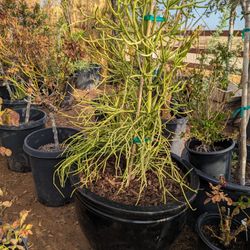 $100 Potted Pencil Cactus Delivery Is Available 