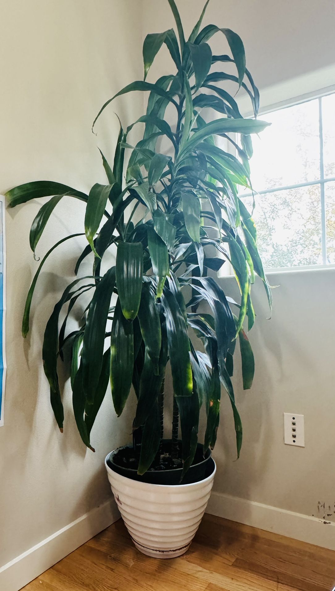 Healthy Indoor Plant
