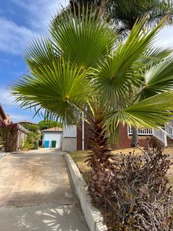 Mexican Fan Palm - 4.5’ - FREE