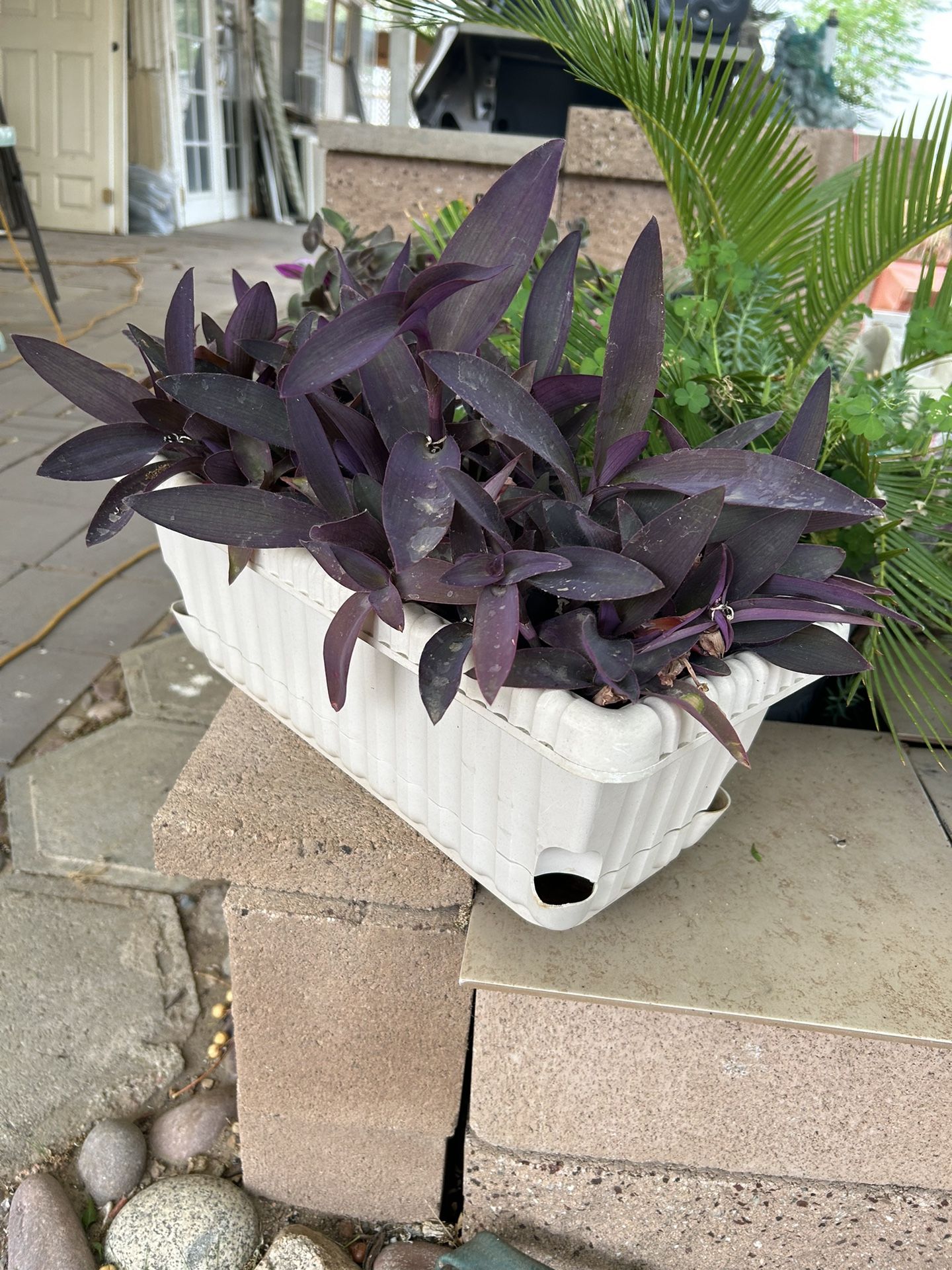Succulent