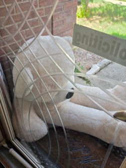 Giant Teddy Bear FREE