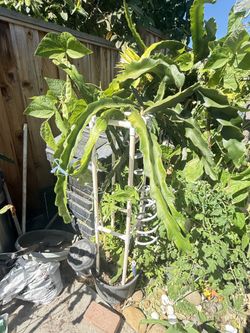 Organic Dragon Fruits Plant Wit Trellis