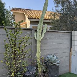 Variegated Euphorbia trigona