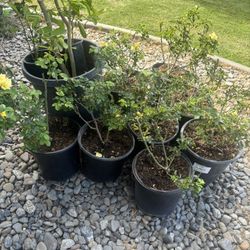 Yellow Roses 