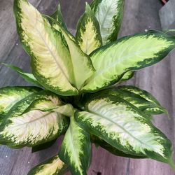 Cây Môn trường sinh Dieffenbachia Plant