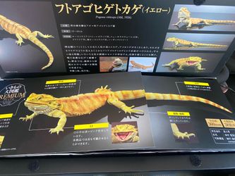 The Diversity of Life on Earth Premium Central Bearded Dragon (Yellow) Action Figure