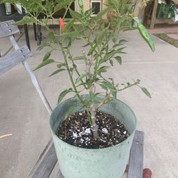 Thai Chili Tree 22”