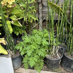 Plantas De Orégano Menta Mejorana  Yerbabuena Ruda Albacar Tomillo Sábila Epazote Cola De Caballo Istafiste 