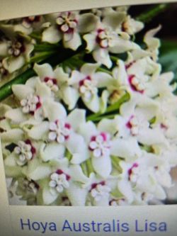 Hoya Australis Lisa, Big plant