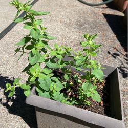 Organic oregano Plant In a Pot