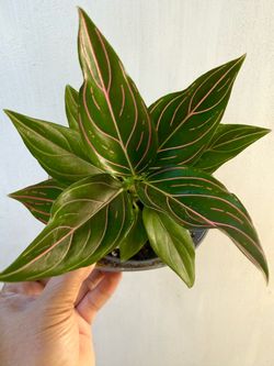 Plants (6”pot🌿Aglaonema Chinese Evergreen “Red Vein/Tiger” )