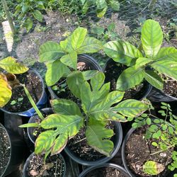 Breadfruit/Jackfruit Hybrid 