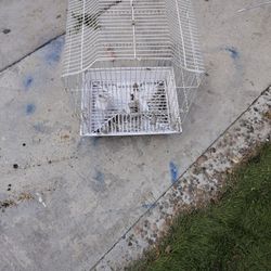 Bird Cage 