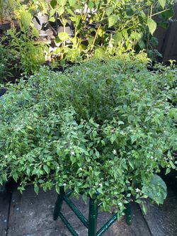 Mata de dos galones de chiles piquin en Woodburn