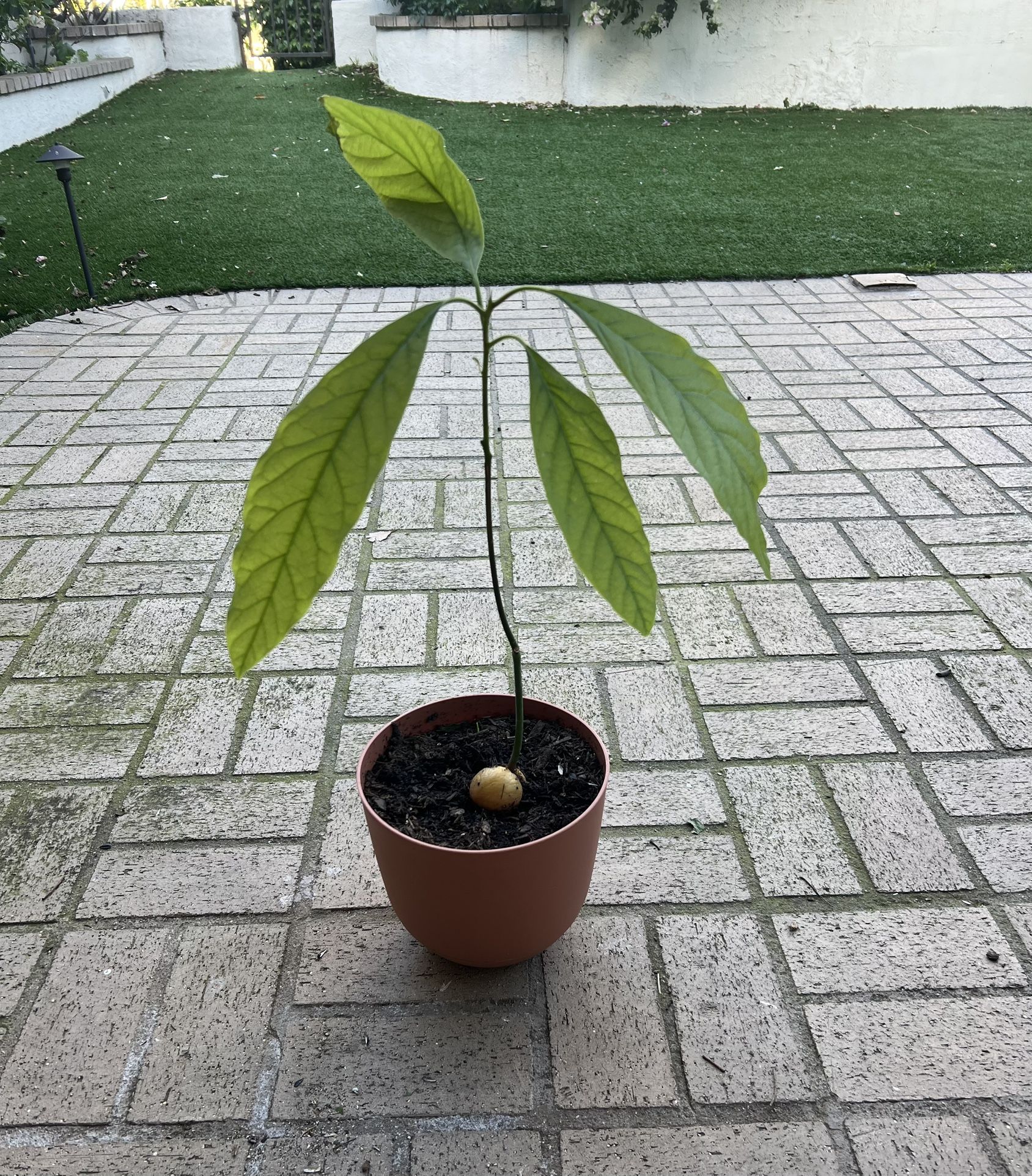 Potted Avocado Plant
