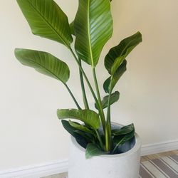 Bird Of Paradise Plants