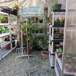 Plants And Succulents For Sale 