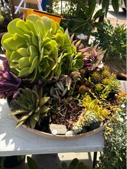 plants / plantas