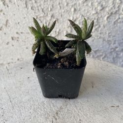 2 Inch Pot Succulent Plant - Kalanchoe Serrata Mannoni & Boiteau - Magic Tower - Established - Drought Resistant 🪴 Perfect Baby & Wedding Shower Favo