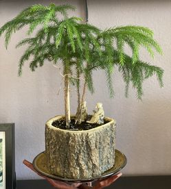 Pine Bonsai In Tree Trunk Pot With Decorative Ornament