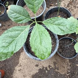 Hass Avocado Trees in 5g and a Gallon $30 Each