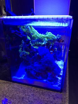 Saltwater Tank