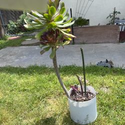 Beautiful Succulents 