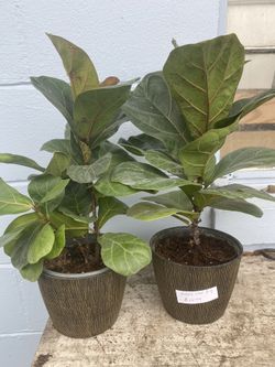 🪴 Fiddle Leaf Figs 🪴