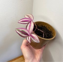 Tradescantia quadricolor plant