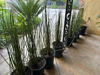 Horsetail 13$ each