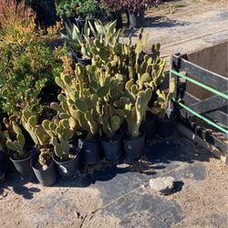 Plants