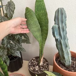Sansevieria Whale Fin Snake Plant Medium