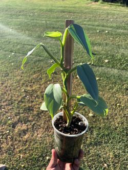 philodendron silver sword