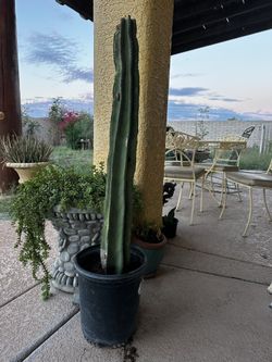 Cactus