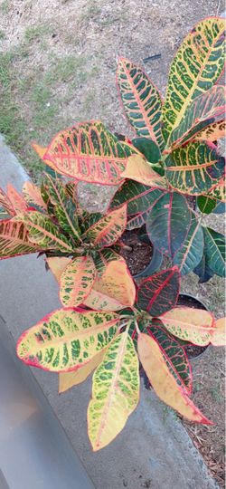 Beautiful Croton Plant 🪴 $15 each