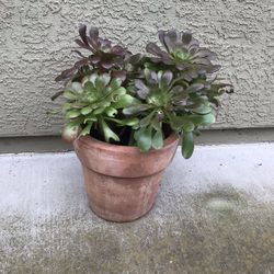 A terracotta pot full of aeonium succulents