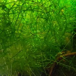 Live Aquarium Plant – Najas guadalupensis (Guppy Grass)