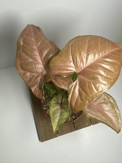 Pink Syngonium plant