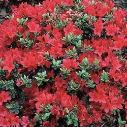 Azalea Shrub Starter