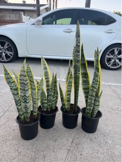 Snake plant 10$ each