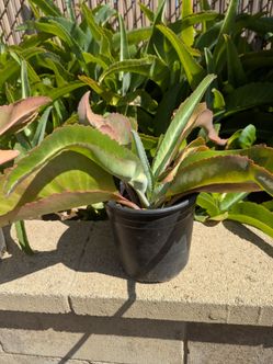 Potted kalanchoes Suarezensis Plant 1 gal.