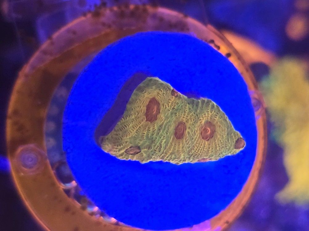 Fascination Favia Frags